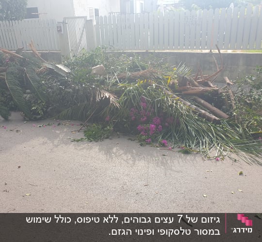 ערימת ענפים ועלים גזומים על המדרכה